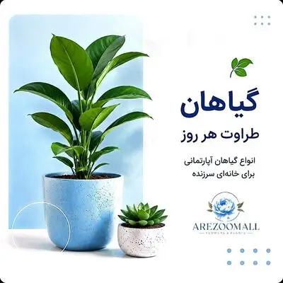 فروش گیاهان آپارتمانی